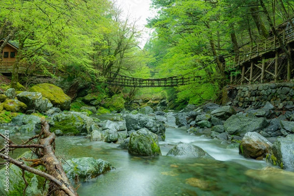 Obraz 清流と新緑に包まれた徳島の秘境、奥祖谷二重かずら橋