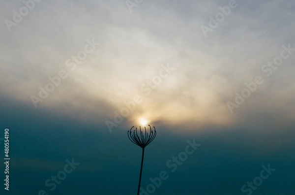 Obraz 枯れた植物と冬空