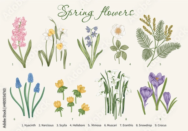 Obraz Spring flowers. Blooming garden. Vector illustration.