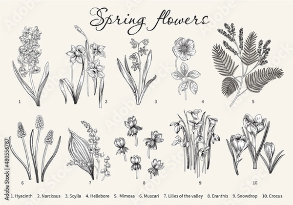 Obraz Spring flowers. Blooming garden. Vector illustration.