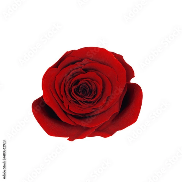 Fototapeta Czerwona róża