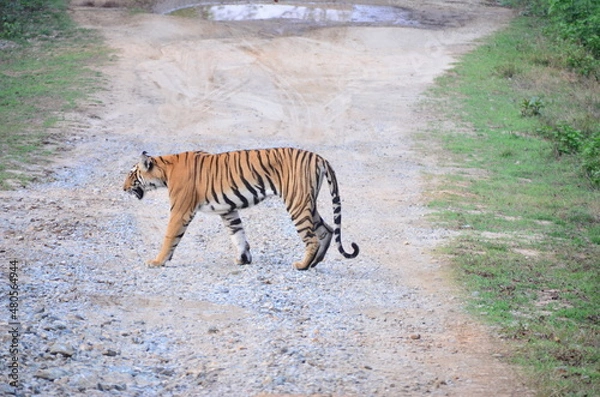 Obraz tiger in the wild