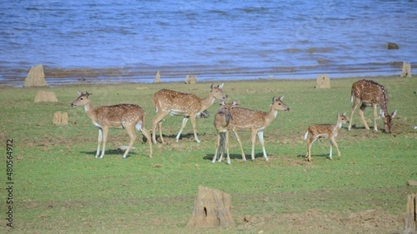 Obraz deer in the field