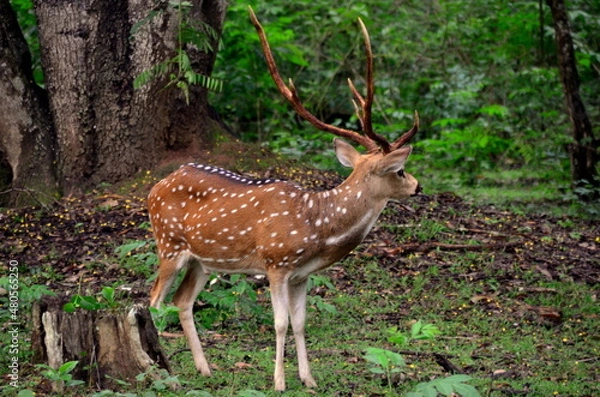 Obraz Spotted deer