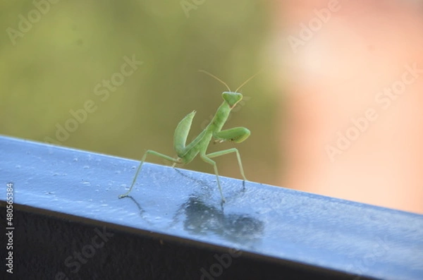 Obraz Praying mantis