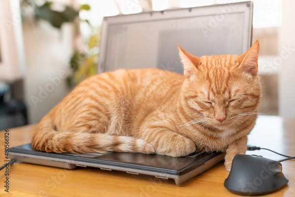 Fototapeta A beautiful red cat is lying on a laptop keyboard