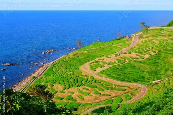 Fototapeta 白米千枚田