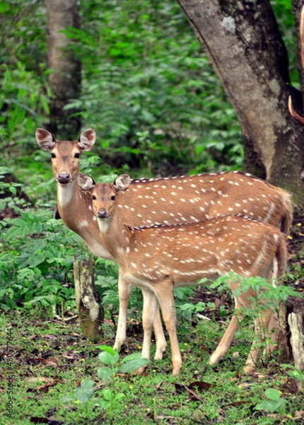 Obraz deer in the forest