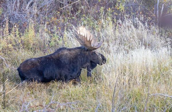 Fototapeta Bull Shiras Moose During the Rut in Wyoming in Autumn