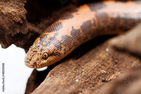 Obraz Kenyan Sand Boa