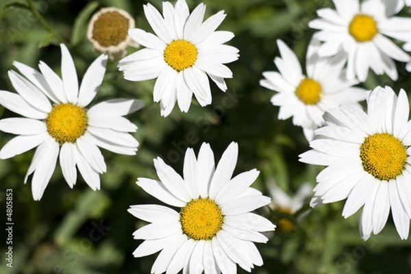 Fototapeta margaritas