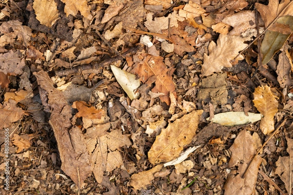 Obraz Autumn background with dry leaves