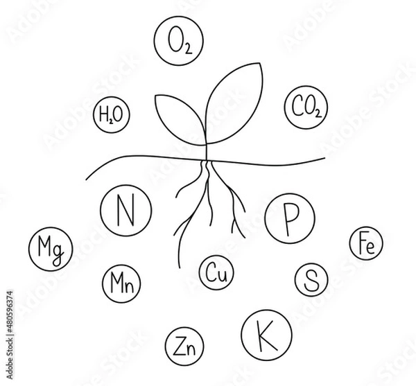Fototapeta The scheme of growing plants and the image of various mineral substances necessary for plant nutrition: macroelements and microelements. Contour vector image. 