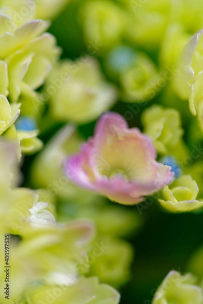 Obraz 色とりどりの紫陽花の花と蕾