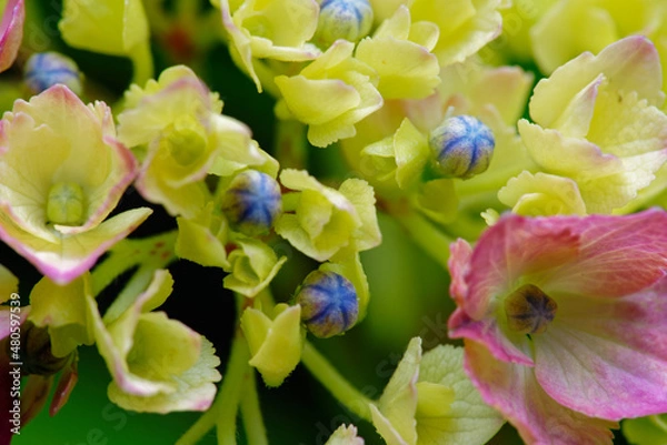 Obraz 色とりどりの紫陽花の花と蕾