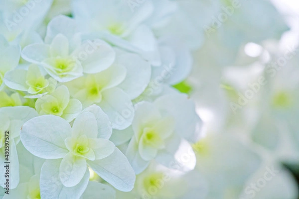 Obraz 西洋紫陽花の白い花