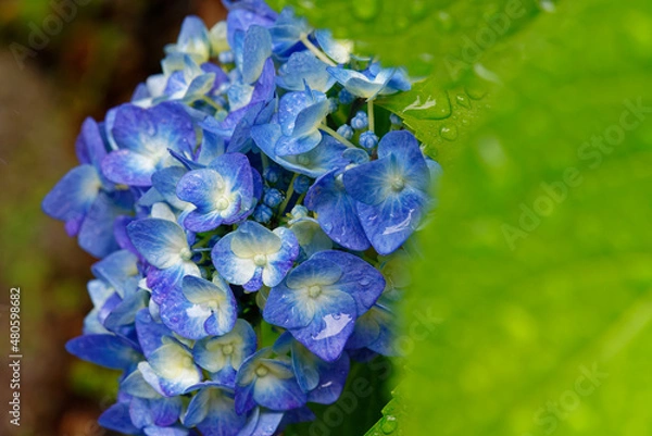 Obraz 雨に濡れる紫陽花の花と葉
