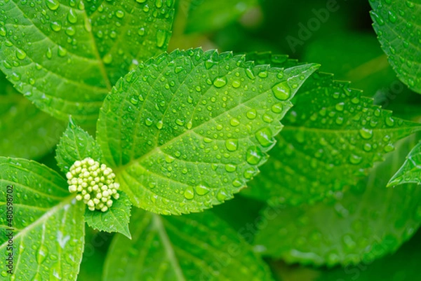 Fototapeta 雨に濡れる紫陽花の蕾と葉