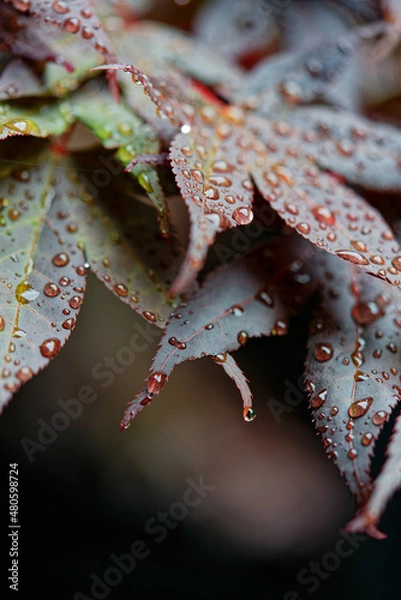 Obraz 雨に濡れるモミジの葉