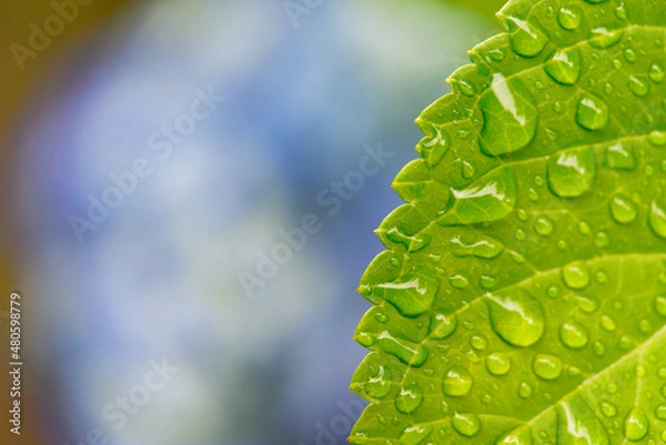 Obraz 雨に濡れる紫陽花の葉