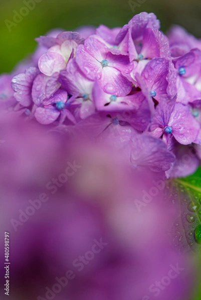 Obraz 雨に濡れる紫陽花