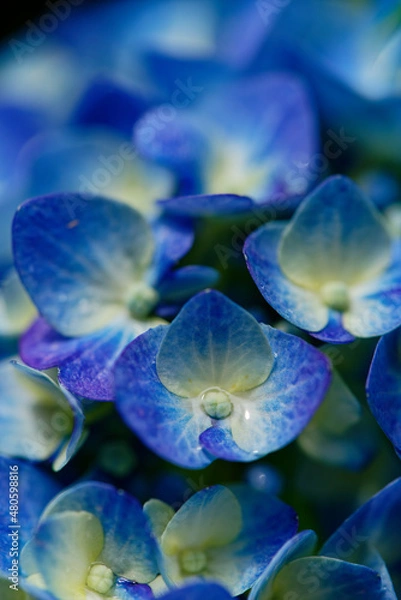 Obraz 雨に濡れる紫陽花