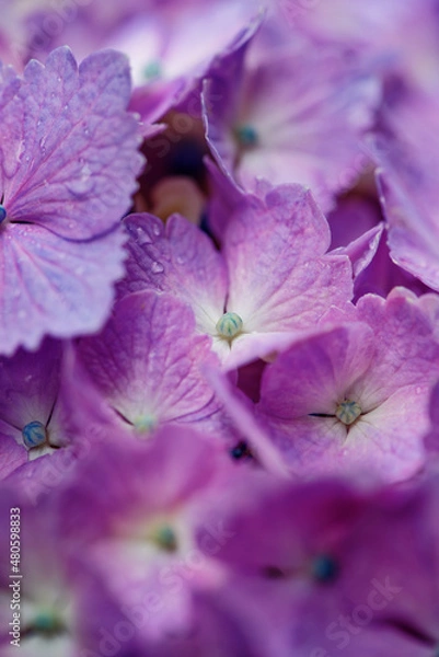 Obraz 雨に濡れる紫陽花