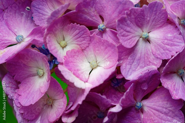 Obraz 雨に濡れる紫陽花