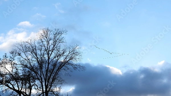 Fototapeta migratory birds against cloudy sky