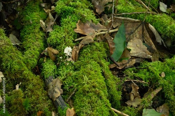Obraz Green and brown background from the forest