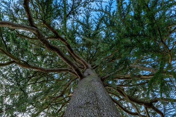 Obraz Looking up at the green tops of tree