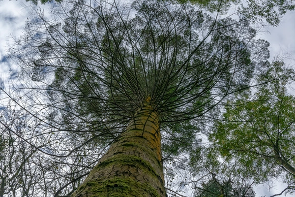 Obraz Looking up at the green tops of tree