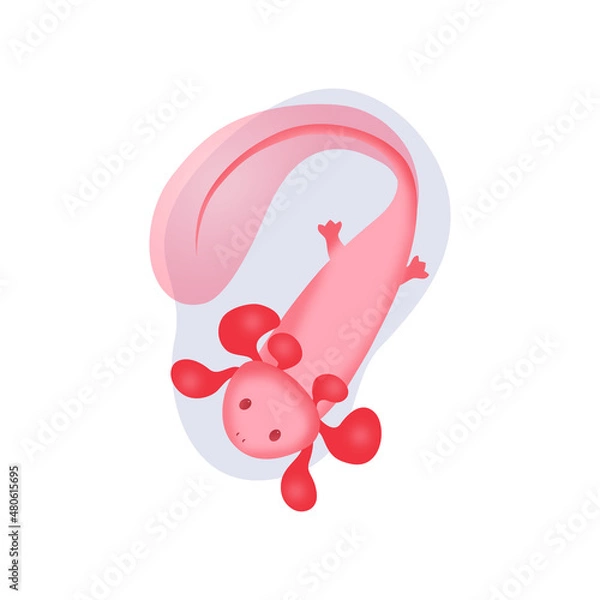 Fototapeta A cute pink axolotl floats in a drop of water and waves its fin. Vector image of a rare amphibian creature.
