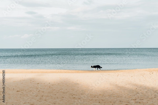 Fototapeta The dog runs along the seashore. Pet on a walk. Wander in search of happiness.