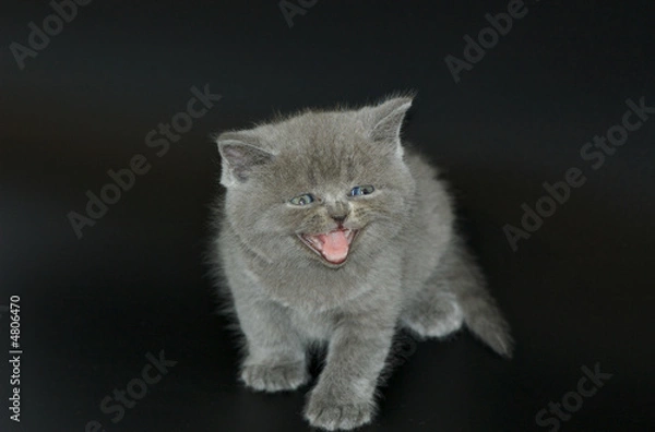 Obraz kitten isolated on black