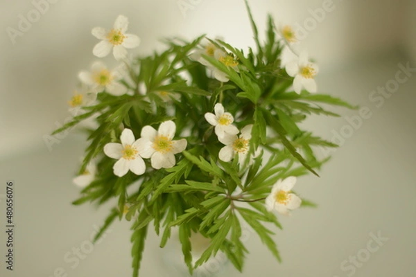 Obraz white flowers
