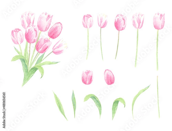 Fototapeta 水彩で描いたチューリップ　セット　ベクター