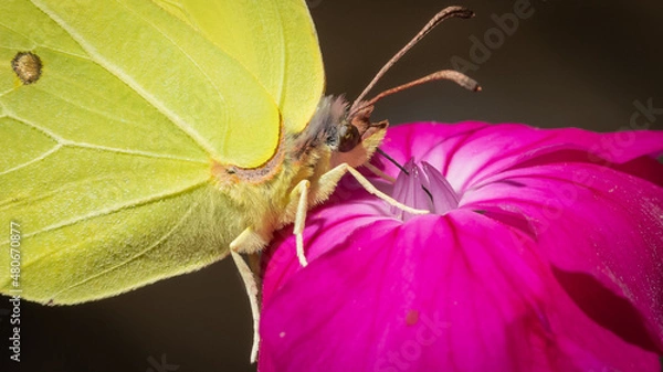 Fototapeta Zitronenfalter