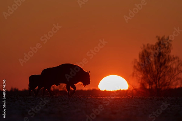 Fototapeta Żubr europejski (European Bison) Bison Bonasus