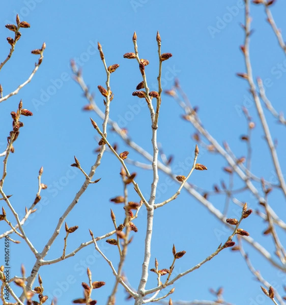 Fototapeta Swollen buds on the branches of a tree in spring