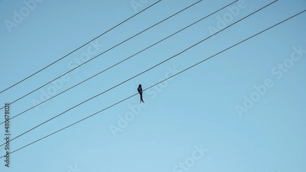 Fototapeta Silhouette of a bird sitting on cables and blue sky in the background.