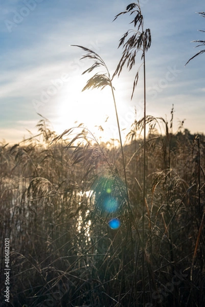 Fototapeta grass and sky