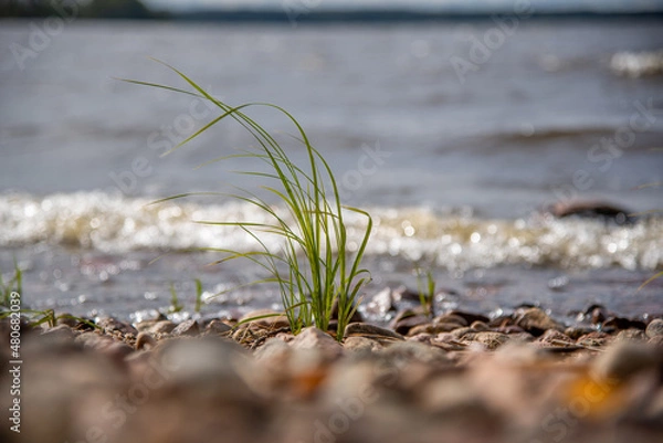 Fototapeta grass on the beach