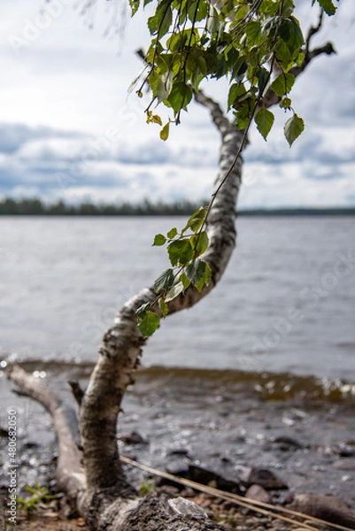 Fototapeta tree on the beach