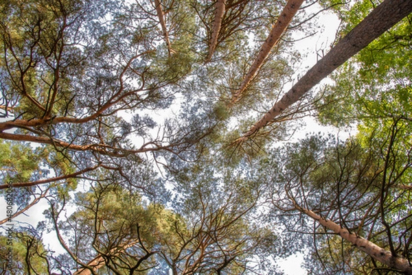 Fototapeta trees and sky