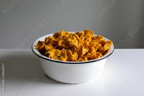 Fototapeta bowl of chanterelle