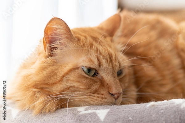 Fototapeta 可愛い猫　茶トラ猫