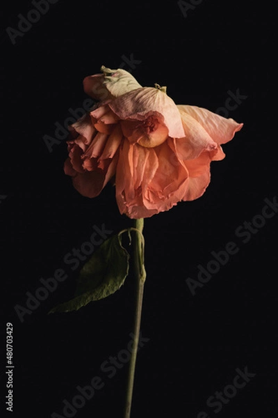 Obraz Rose verblüht