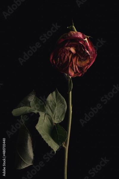 Obraz Rose verblüht