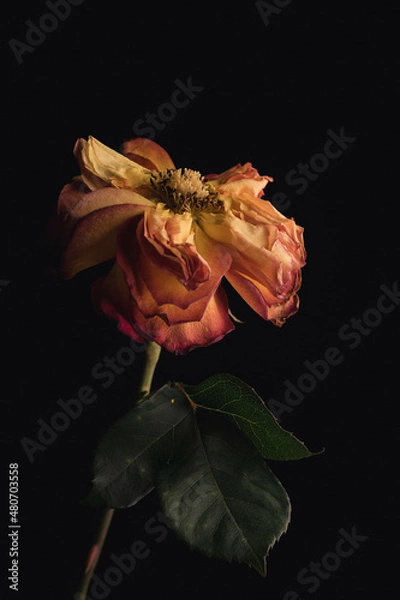 Obraz Rose verblüht